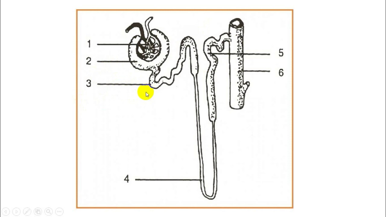 Detail Gambar Ginjal Dan Nefron Nomer 35