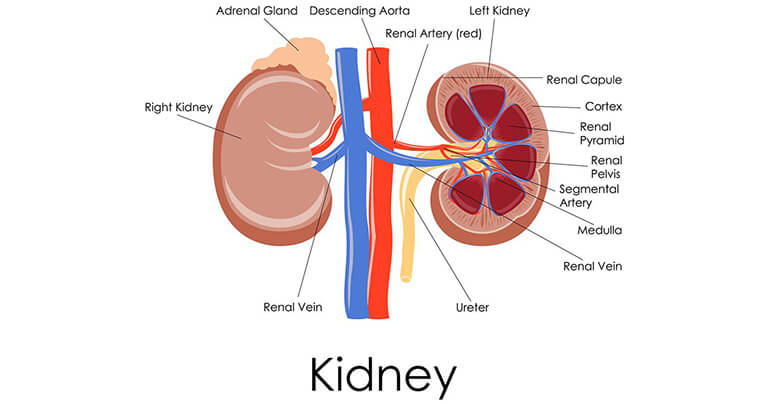 Detail Gambar Ginjal Dan Strukturnya Nomer 17
