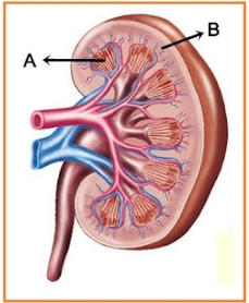 Detail Gambar Ginjal Dan Strukturnya Nomer 19