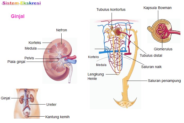 Detail Gambar Ginjal Dan Strukturnya Nomer 25