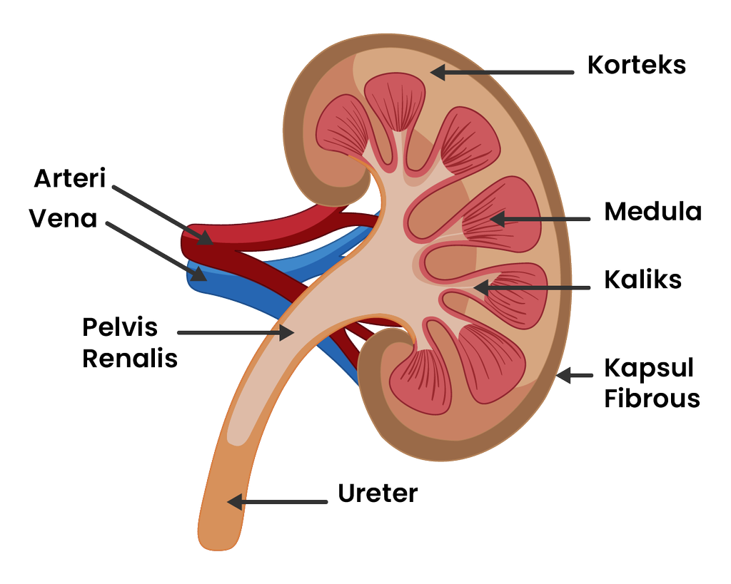 Detail Gambar Ginjal Dan Strukturnya Nomer 37