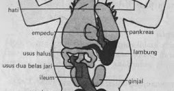 Detail Gambar Ginjal Katak Nomer 13