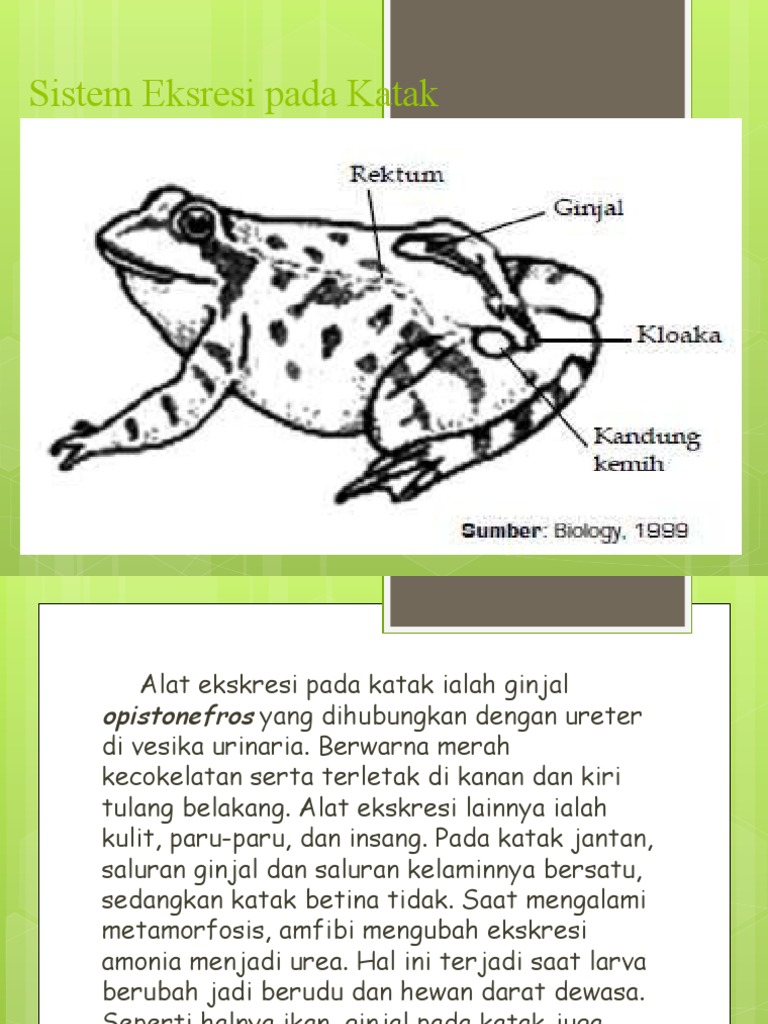 Detail Gambar Ginjal Katak Nomer 17