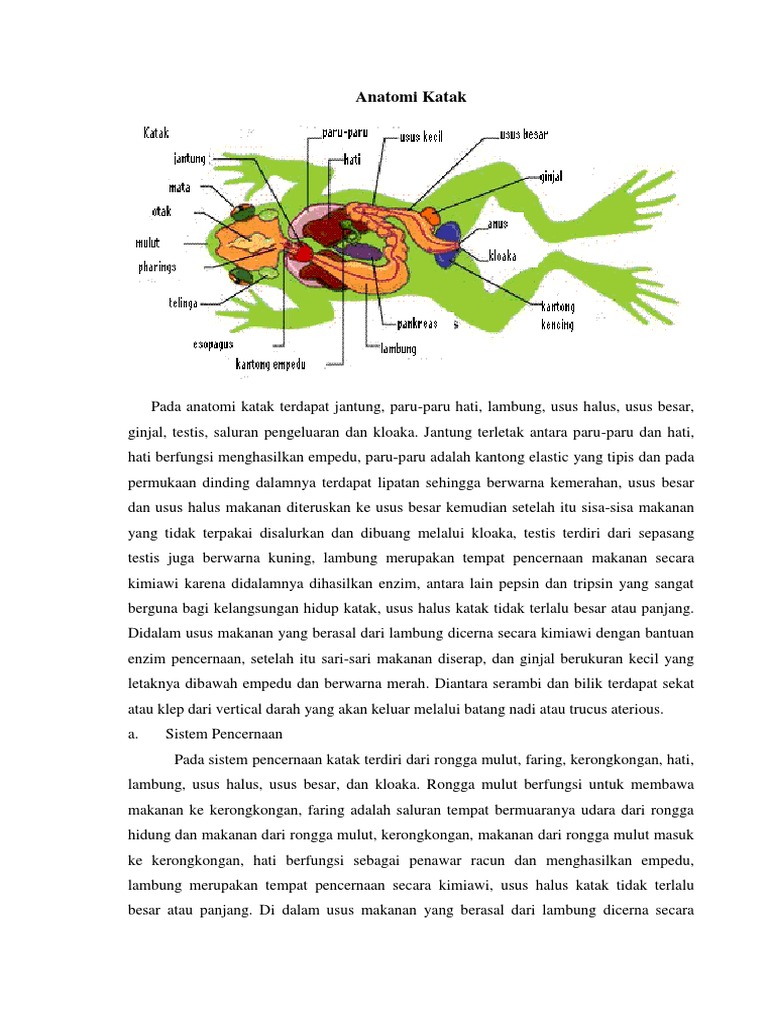 Detail Gambar Ginjal Katak Nomer 42