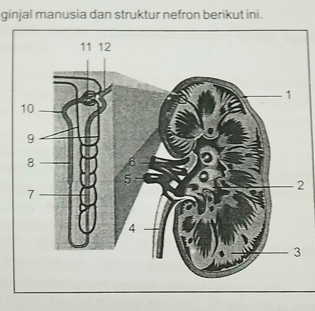 Detail Gambar Ginjal Lengkap Dengan Keterangannya Nomer 30