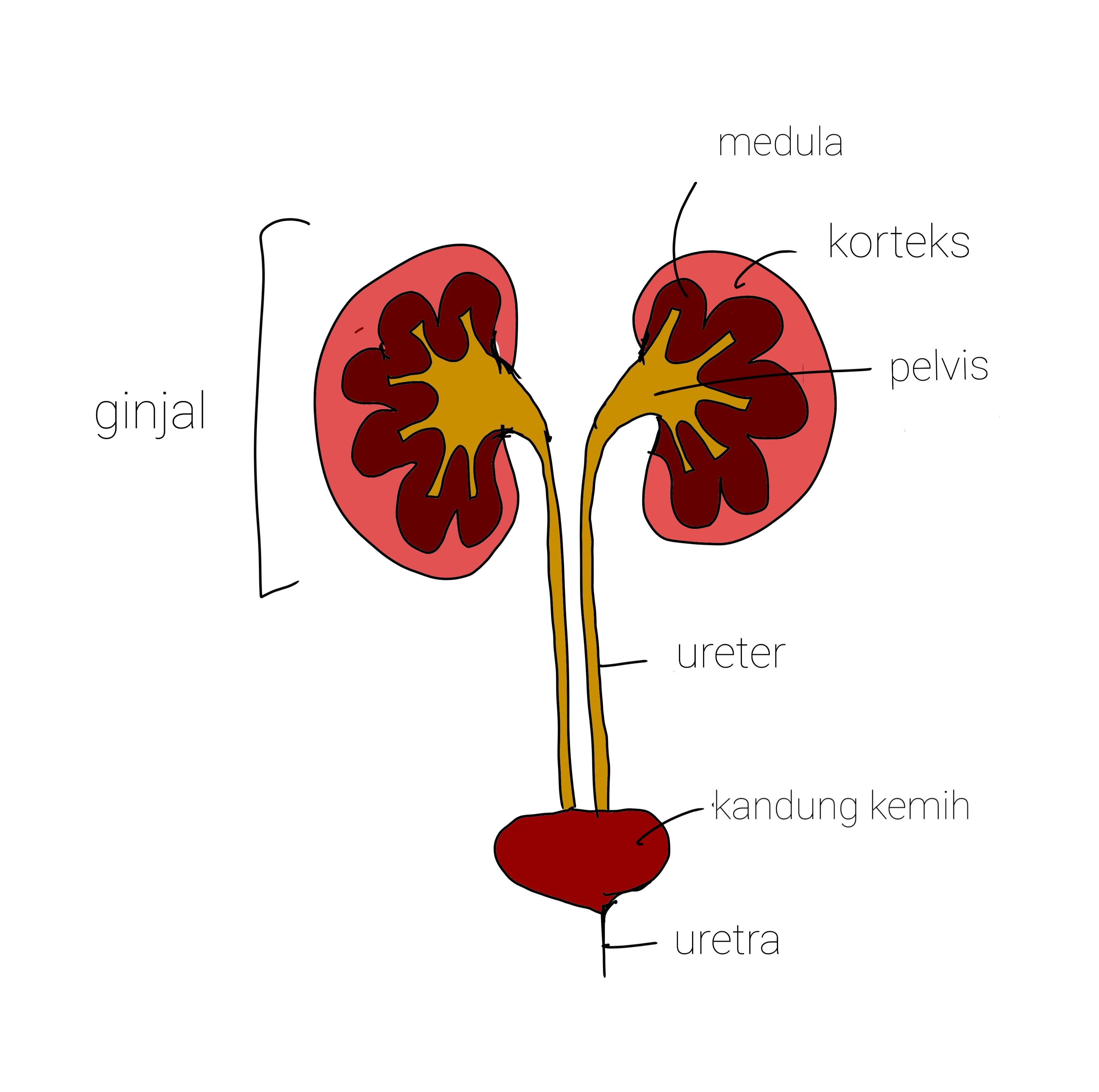 Detail Gambar Ginjal Lengkap Dengan Keterangannya Nomer 38