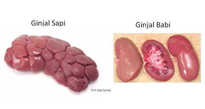 Detail Gambar Ginjal Sapi Nomer 7