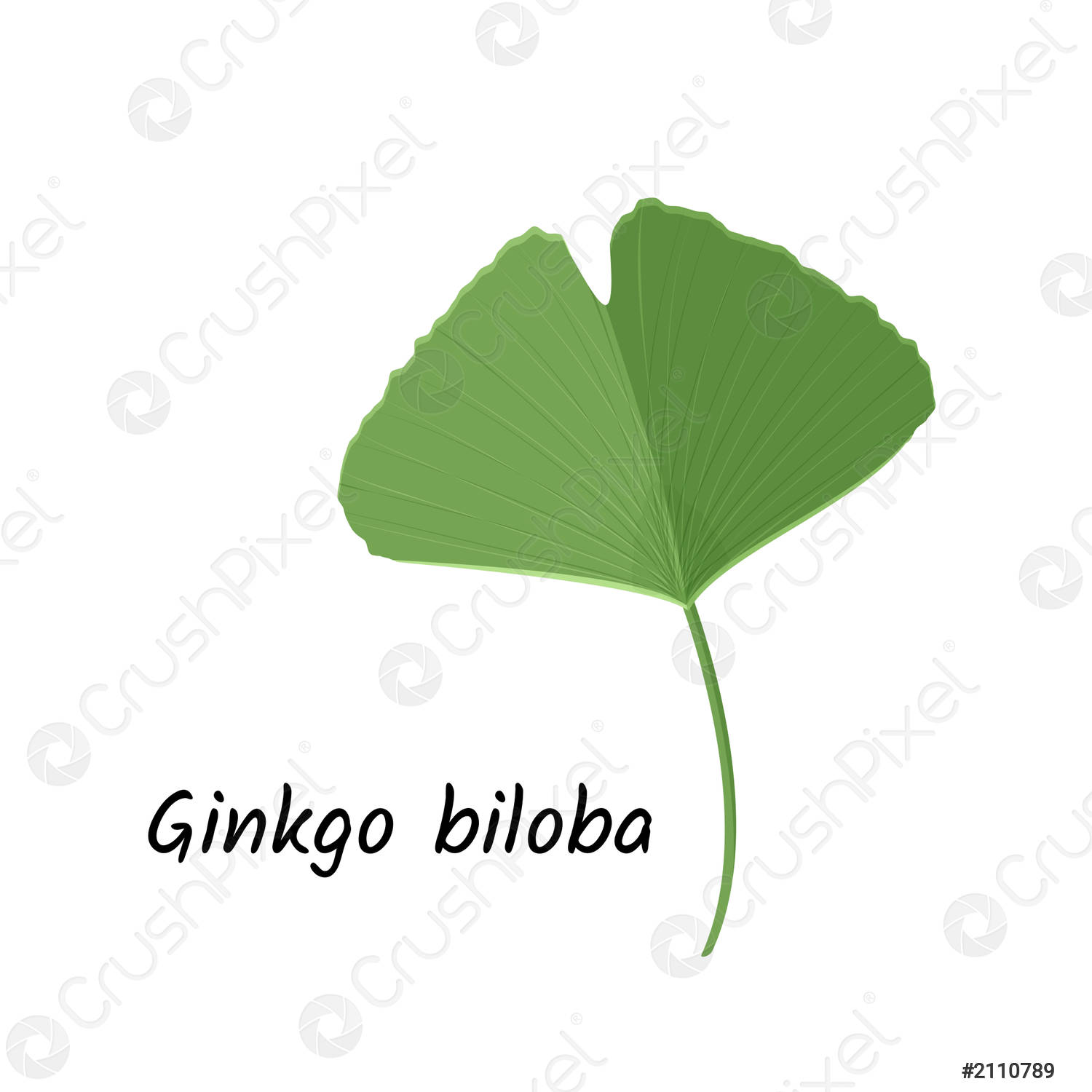 Detail Gambar Ginkgo Biloba Nomer 20