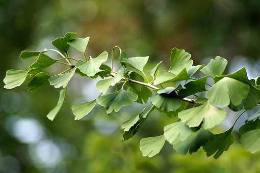 Detail Gambar Ginkgo Biloba Nomer 23