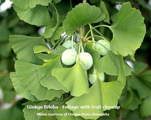 Detail Gambar Ginkgo Biloba Nomer 5