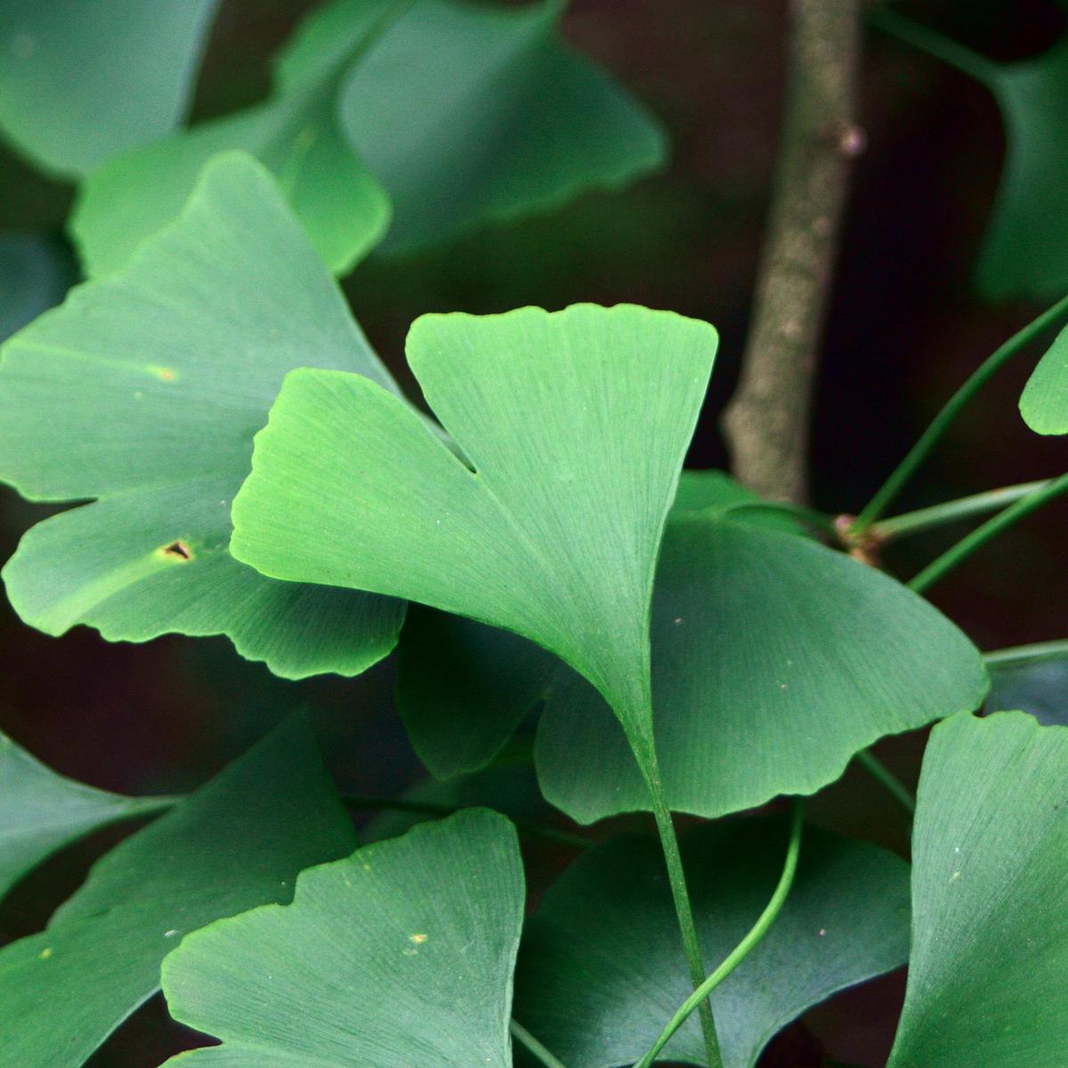 Detail Gambar Ginkgo Biloba Nomer 30