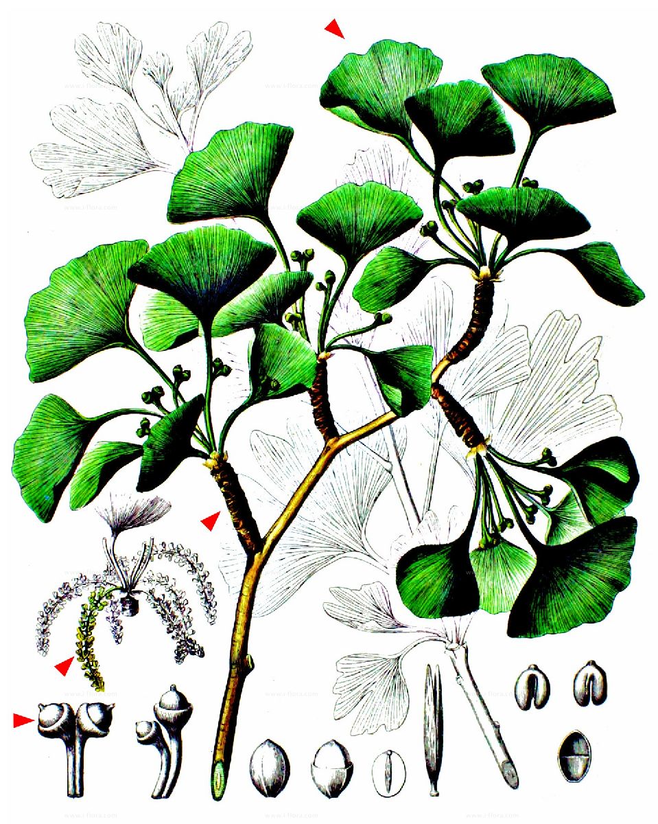 Detail Gambar Ginkgo Biloba Nomer 37