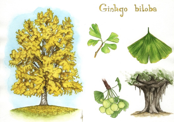 Detail Gambar Ginkgo Biloba Nomer 40