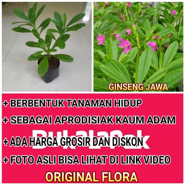 Detail Gambar Ginseng Jawa Nomer 23