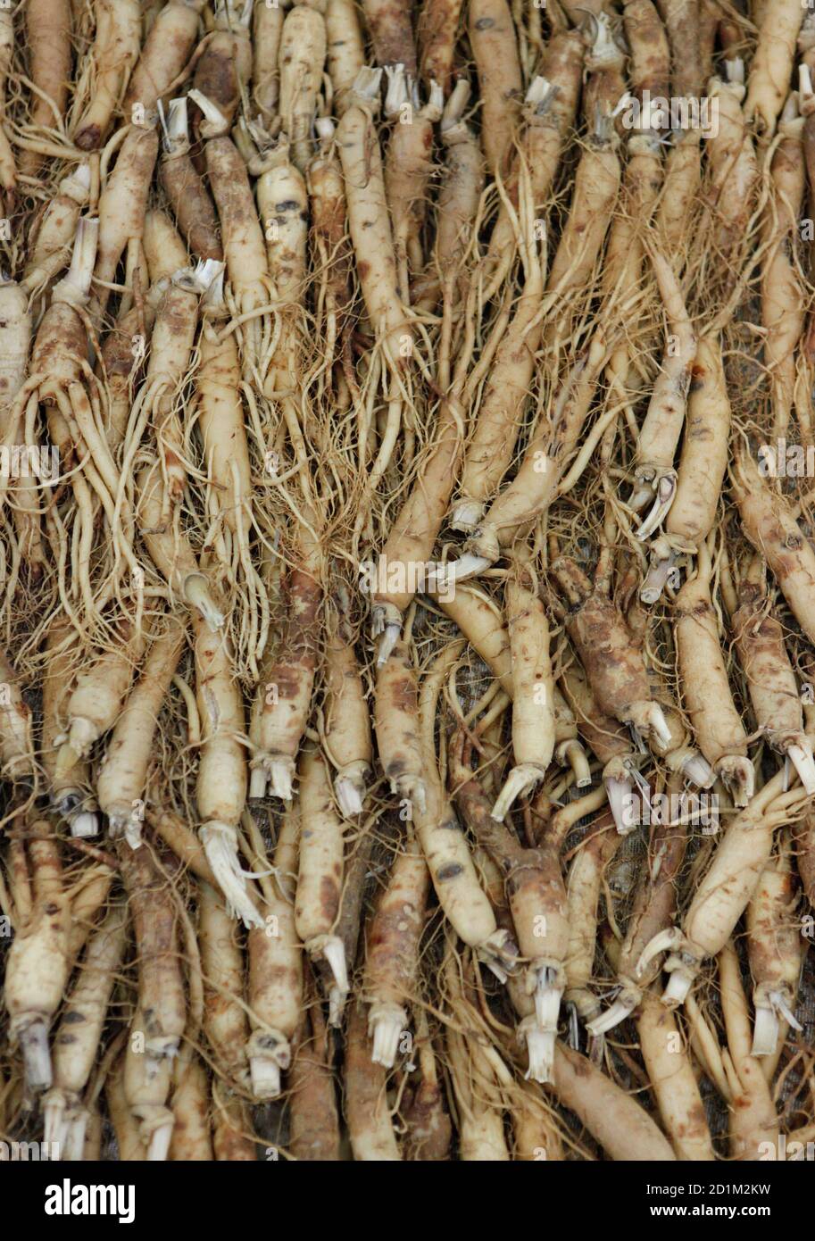 Detail Gambar Ginseng Korea Nomer 34