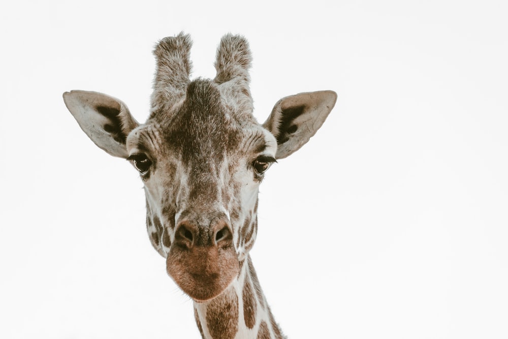 Detail Gambar Giraffe Nomer 12