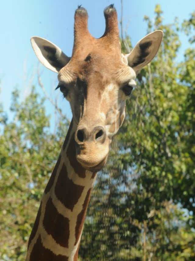 Detail Gambar Giraffe Nomer 29