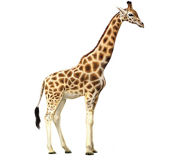 Detail Gambar Giraffe Nomer 33