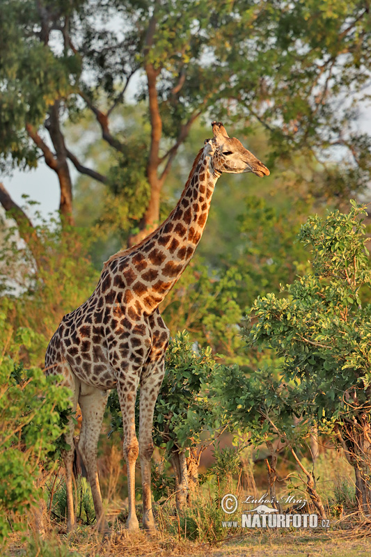 Detail Gambar Giraffe Nomer 34