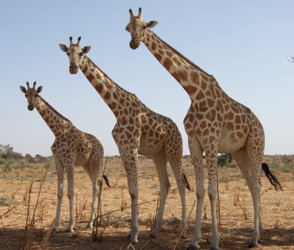 Detail Gambar Giraffe Nomer 35