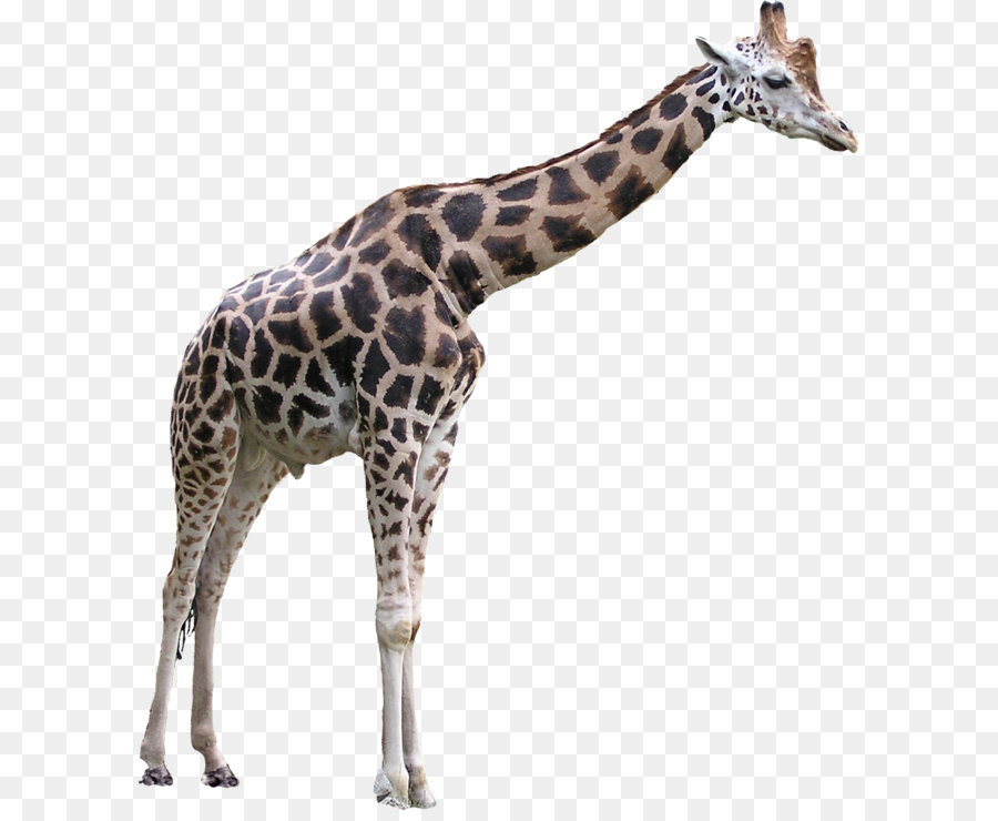 Detail Gambar Giraffe Nomer 37