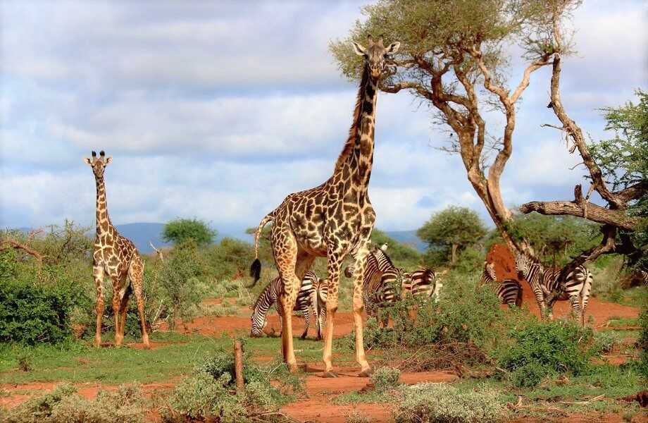 Detail Gambar Giraffe Nomer 41
