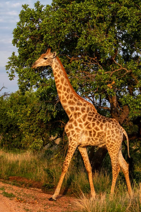 Detail Gambar Giraffe Nomer 42