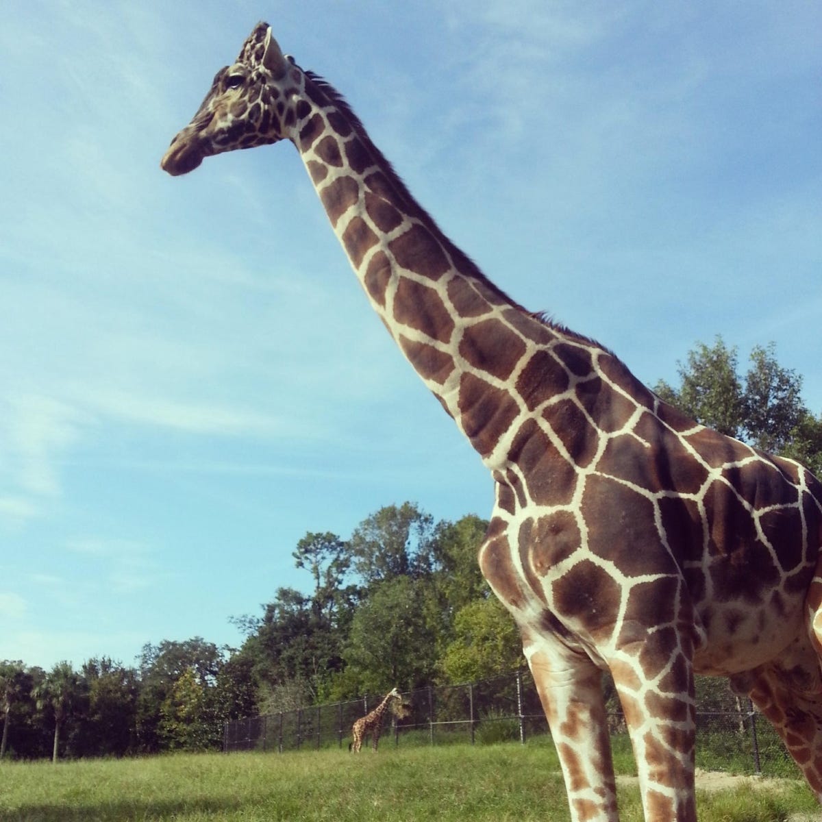 Detail Gambar Giraffe Nomer 48