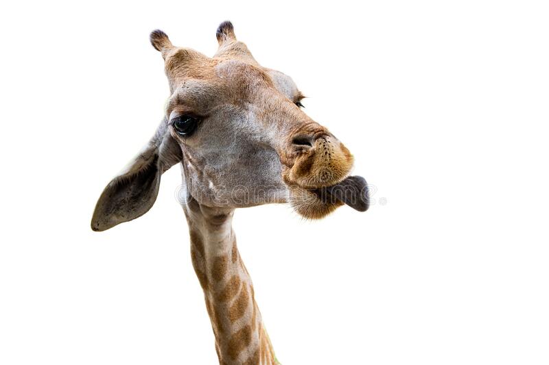 Detail Gambar Giraffe Nomer 49