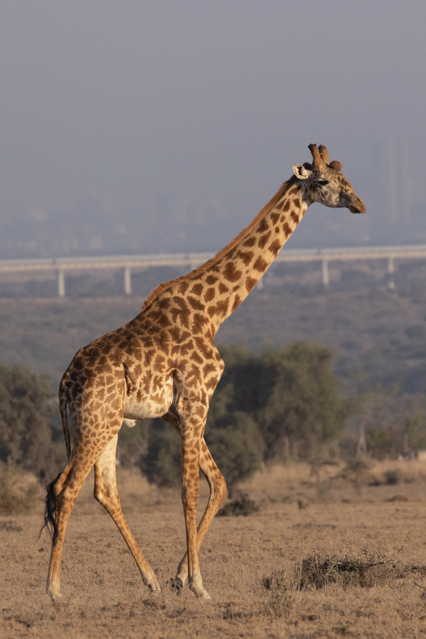 Detail Gambar Giraffe Nomer 50