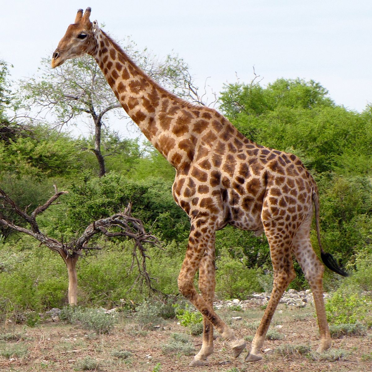 Detail Gambar Giraffe Nomer 51