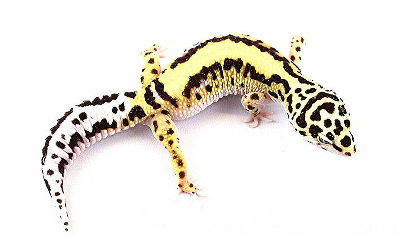 Detail Leopardgecko Zeichnen Nomer 13