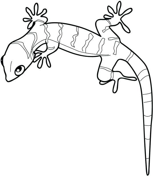 Detail Leopardgecko Zeichnen Nomer 7
