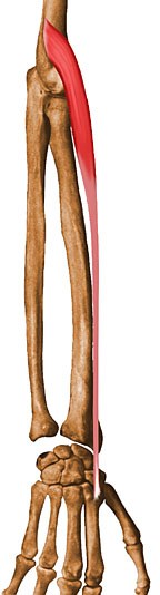 M Extensor Carpi Radialis Longus - KibrisPDR