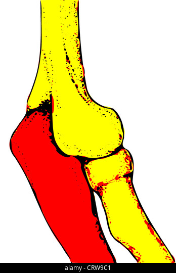 Detail M Extensor Carpi Radialis Longus Nomer 7