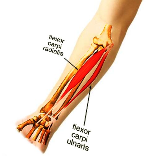 Detail M Extensor Carpi Radialis Longus Nomer 8