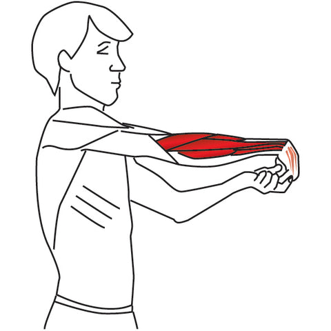 Detail M Extensor Carpi Radialis Longus Nomer 10