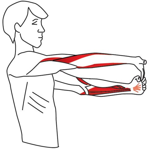 Detail M Extensor Carpi Radialis Longus Nomer 11