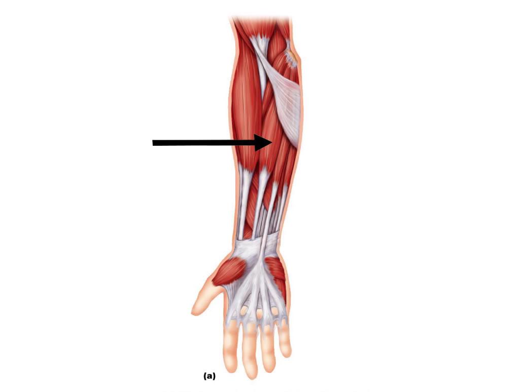 Detail M Extensor Carpi Radialis Longus Nomer 14