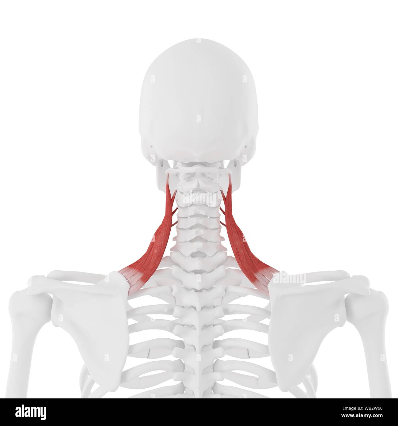 Detail M Extensor Carpi Radialis Longus Nomer 17