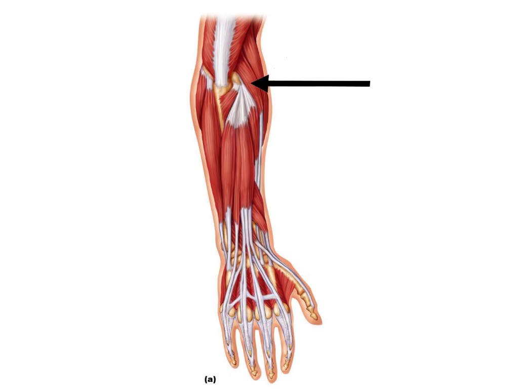 Detail M Extensor Carpi Radialis Longus Nomer 2