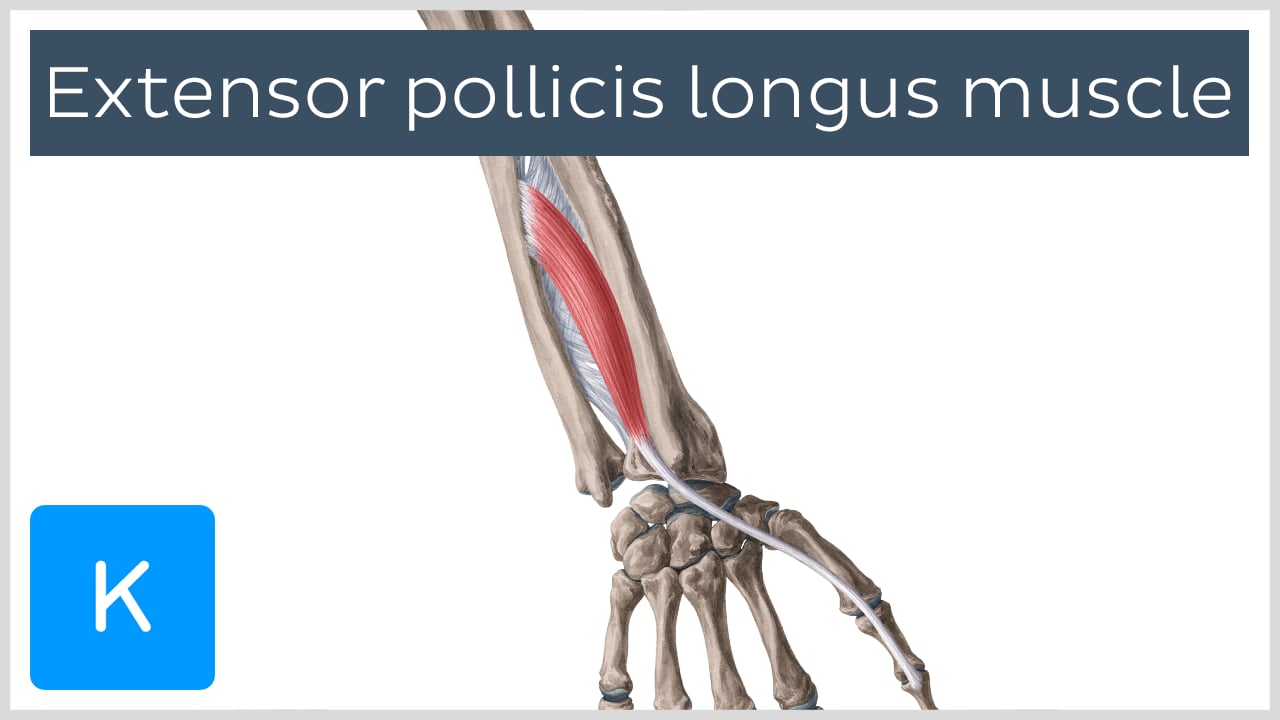 Detail M Extensor Carpi Radialis Longus Nomer 18
