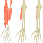 Detail M Extensor Carpi Radialis Longus Nomer 4