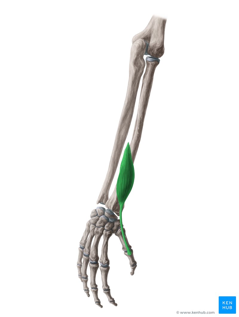 Detail M Extensor Carpi Radialis Longus Nomer 5