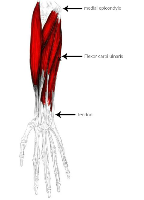 Detail M Extensor Carpi Radialis Longus Nomer 6