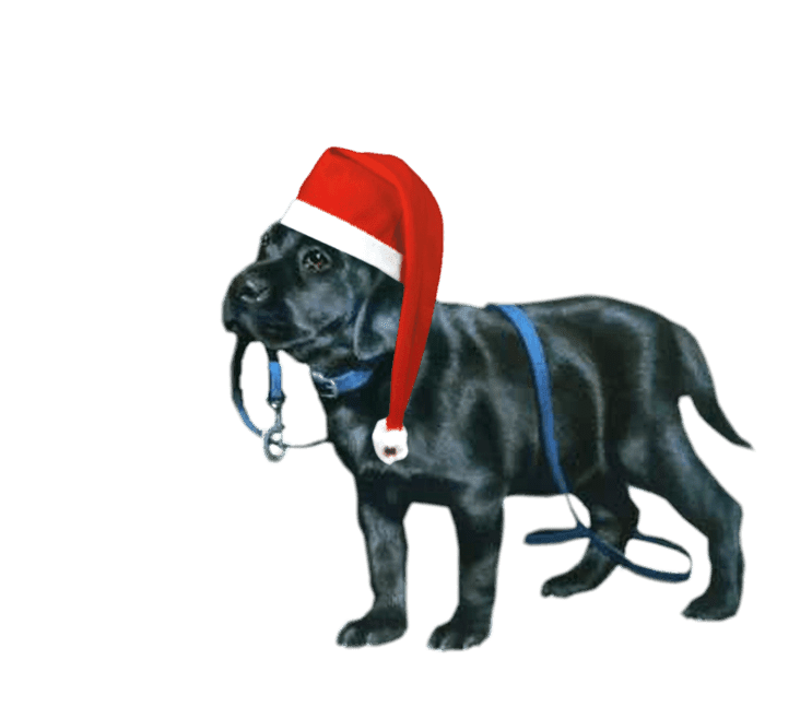 Detail Perro Con Gorro De Navidad Nomer 28