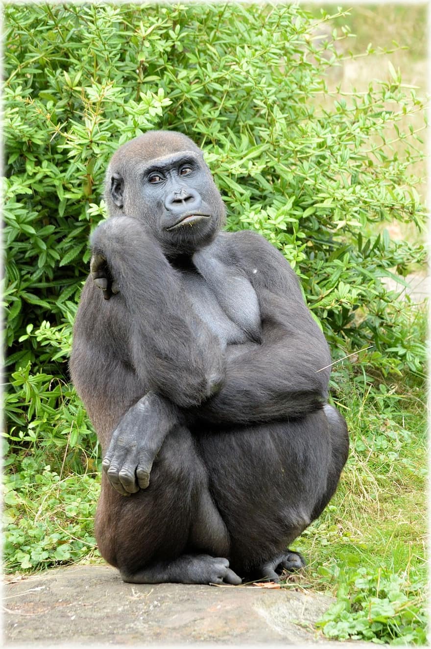 Detail Gambar Gorila Yang Lucu Nomer 41