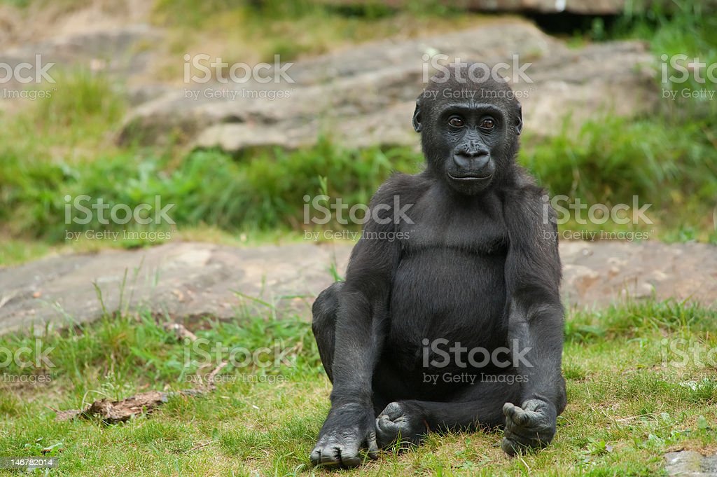 Detail Gambar Gorila Yang Lucu Nomer 46