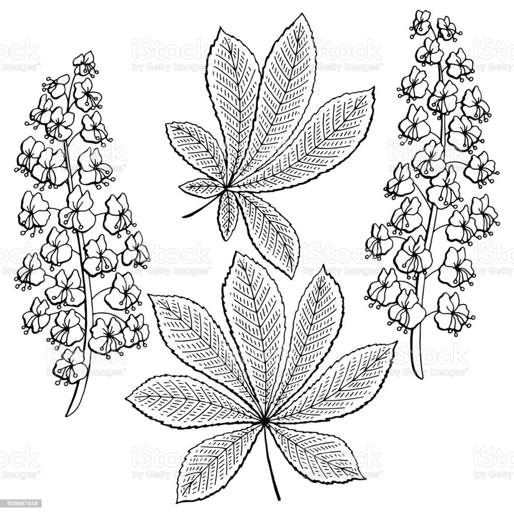 Detail Gambar Grafis Bunga Hitam Putih Nomer 36