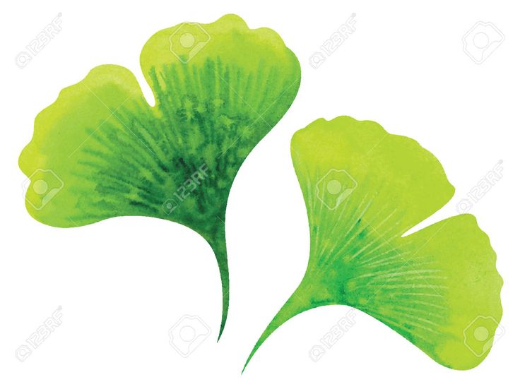 Detail Ginko Vector Nomer 13